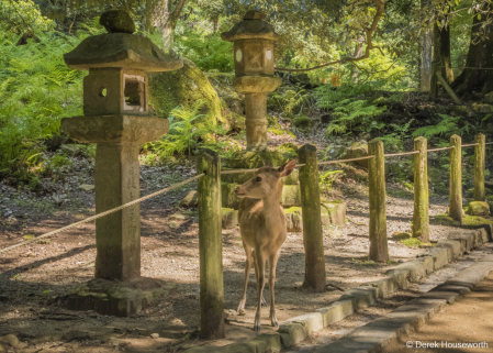 Sika Deer & Tōrō (stone lanterns)