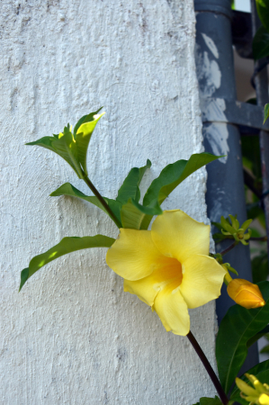 YELLOW FLOWER