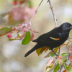 © Theresa Marie Jones PhotoID # 16135458: Red Wing Blackbird