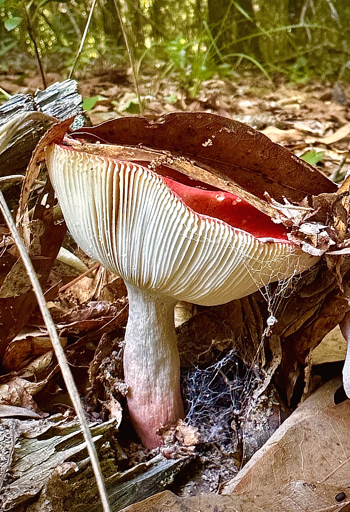 Emerging from the forest floor - ID: 16135864 © Elizabeth A. Marker