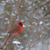 Cardinal and Finch - ID: 16136167 © Cynthia Underhill