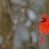 Cardinal in Snow - ID: 16136168 © Cynthia Underhill