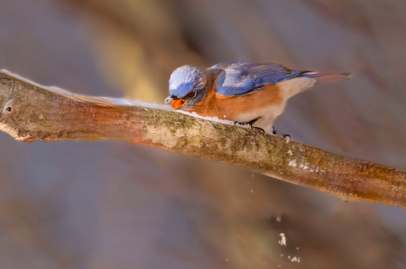 Bluebird Tasting the Snow