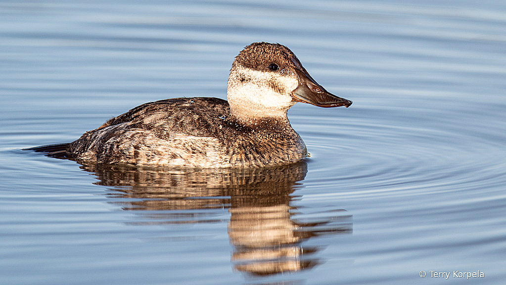 Ruddy Duck (Male)