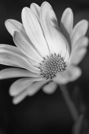 Daisy B&W