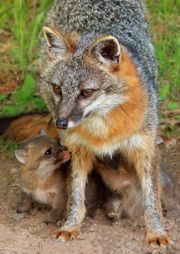 Grey Fox and Baby