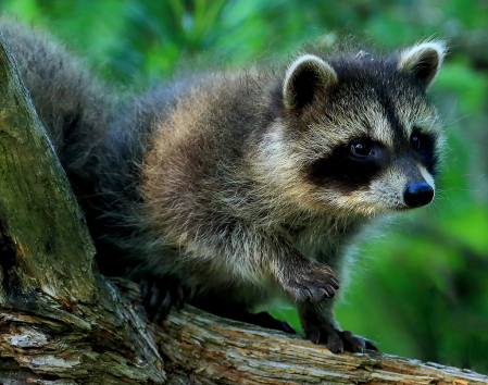 Cute Baby Raccoon