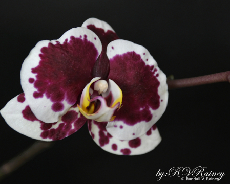 My Maroon & White Orchid in bloom