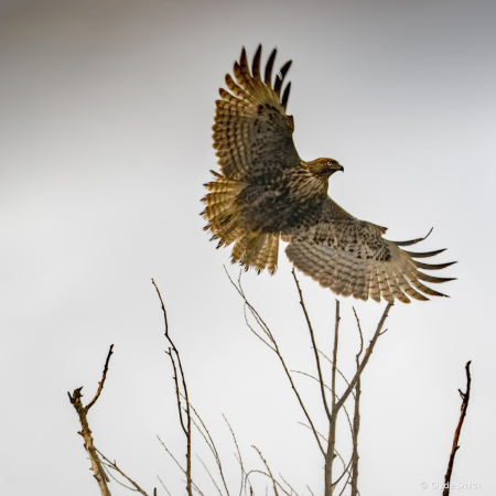 Majestic Takeoff