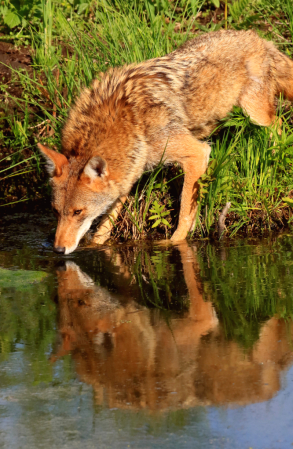 Coyote Reflection