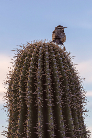 Cactus Wren