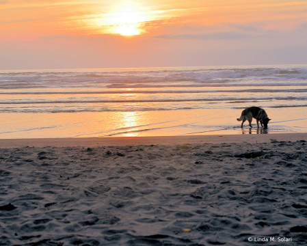 A Lone Canine At Sunset