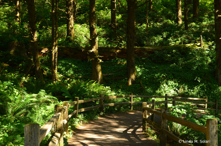 Deep In The Ferns