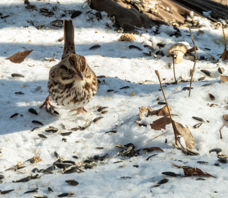 Winter Sparrow