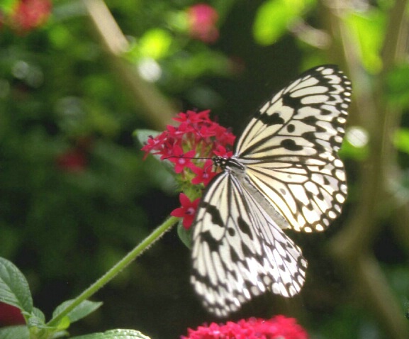 Tree Nymph Butterfly, Idea Leucone 