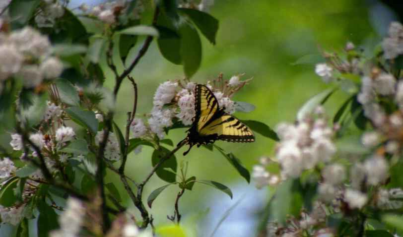 Tiger Swallowtail Butterfly