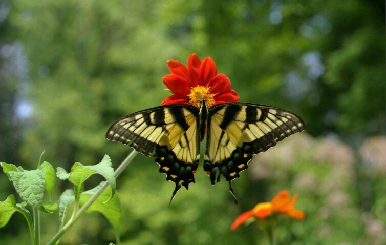 Monarch Butterfly Pose