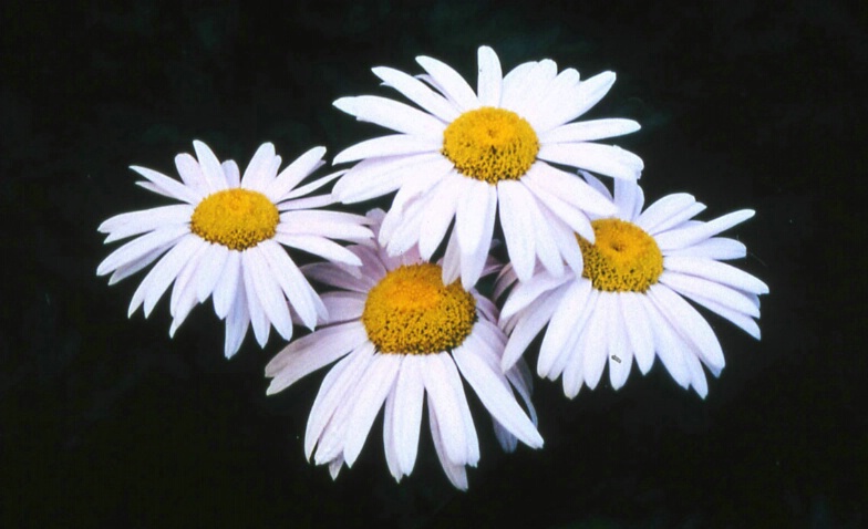 Daises