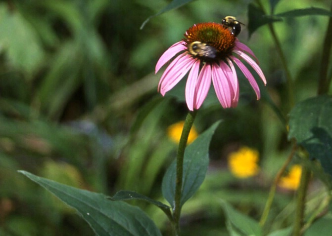 Busy Bees