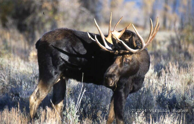 Bull Moose