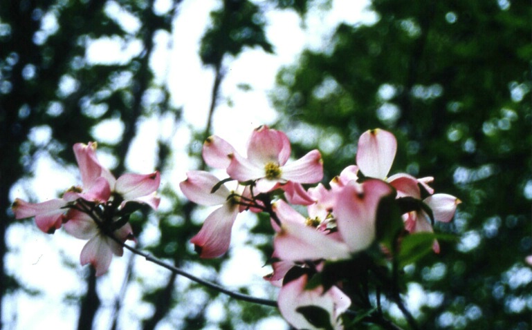 Pink Dogwood