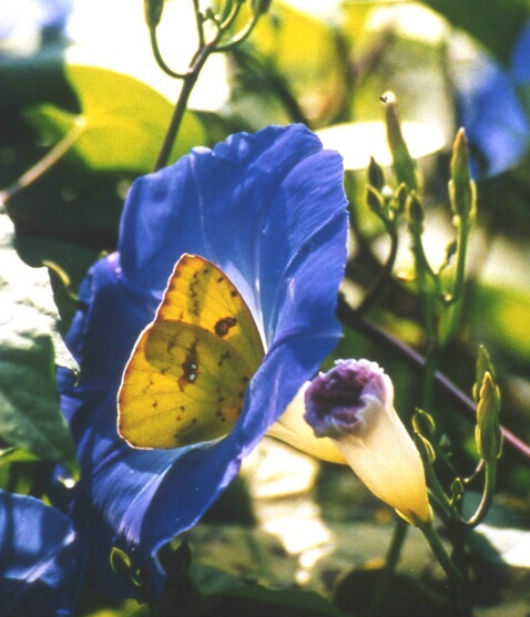 Morning Glory Feast