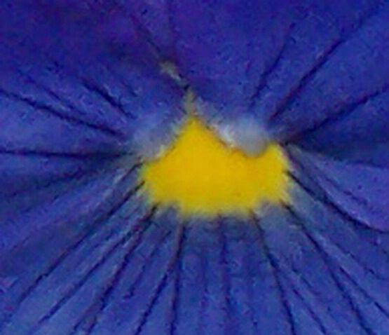 Pansy