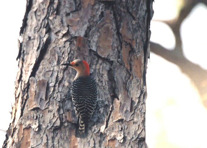 Florida Woodpecker