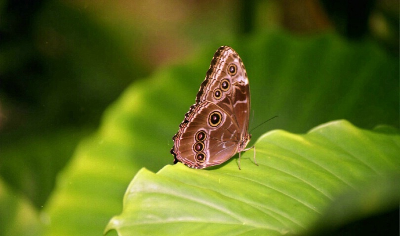 Owl Butterfly