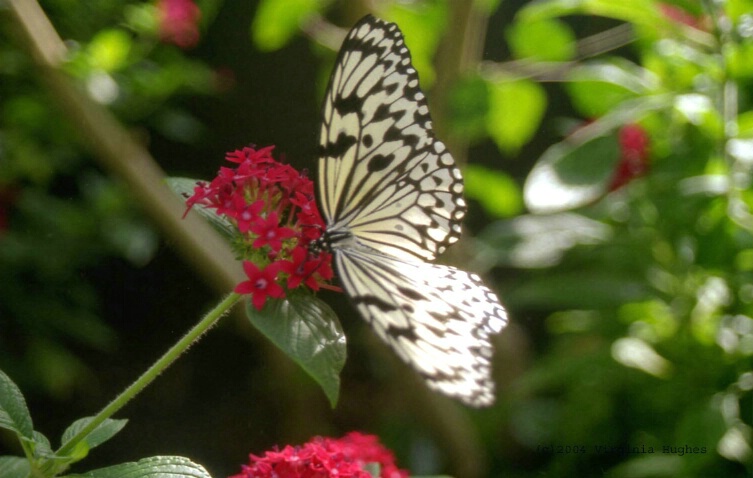 Tree Nymph