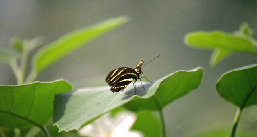 Tithoera Harmonia The Tiger Butterfly 