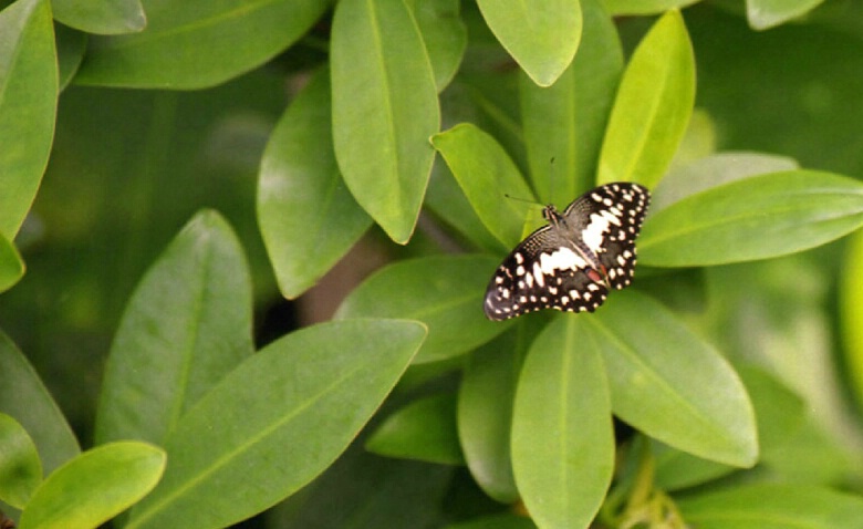 Papilio demoleus Lime Butterfly