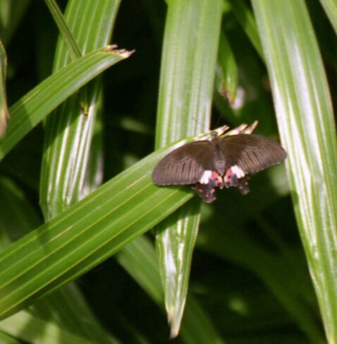 Mormon Butterfly