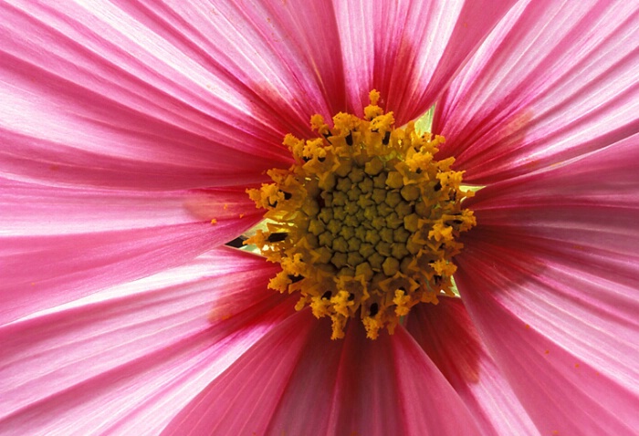 Cosmos, upclose