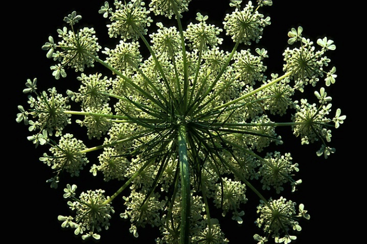 Queen Annes Lace, backside