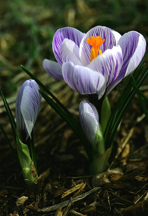 Spring Crocus