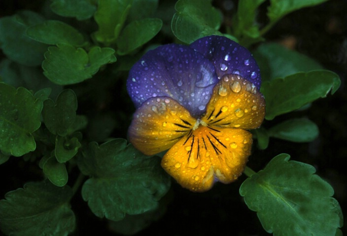 Early morning Pansy