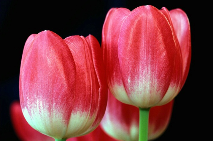 Pink Tulips