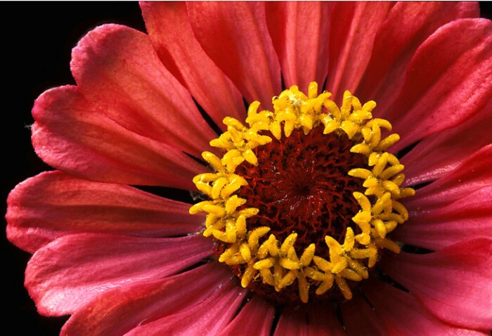 Pink Sunflower