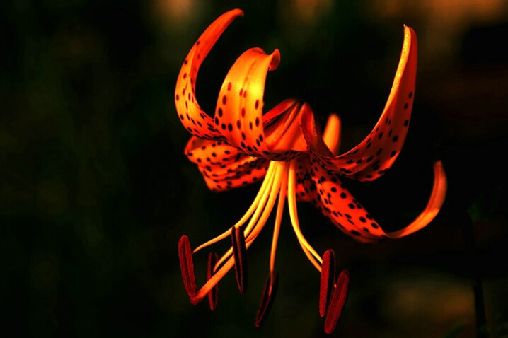 Turk Cap Lily