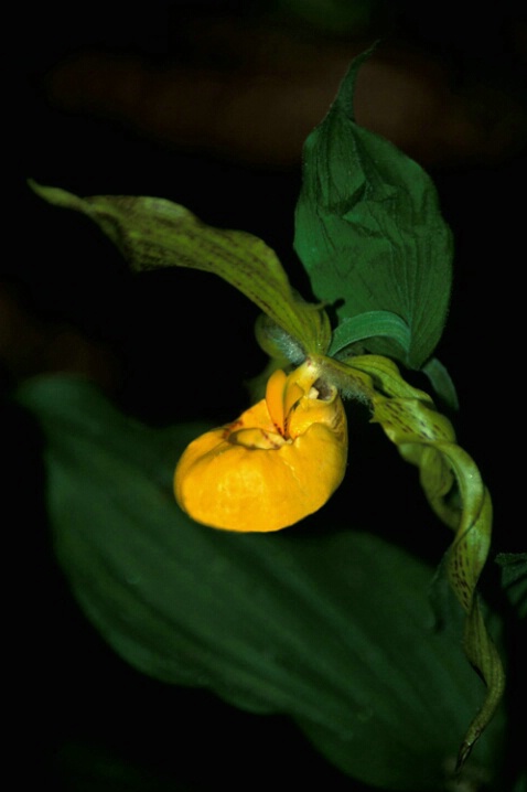 Lady slipper