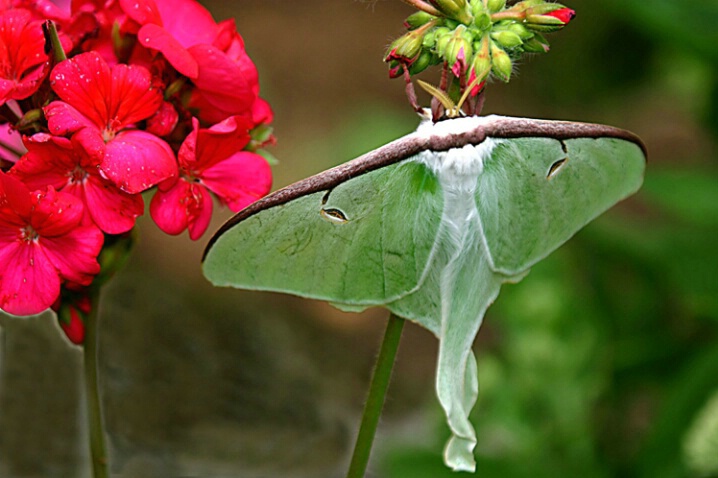 Luna Moth