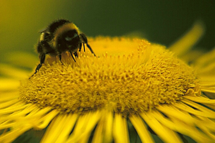 Bee and sunflower