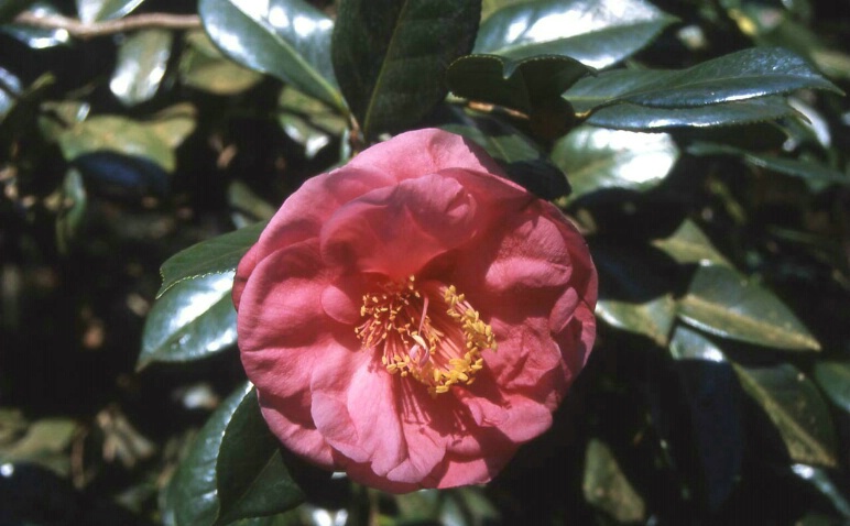 Camelia Pink