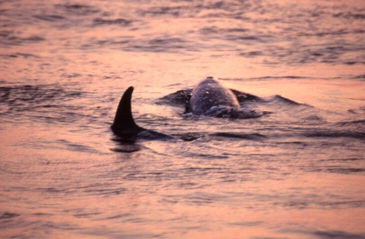 Dolphin Sunset Cruise