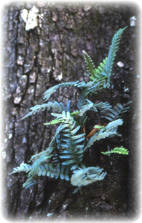 Fern on Oak Tree