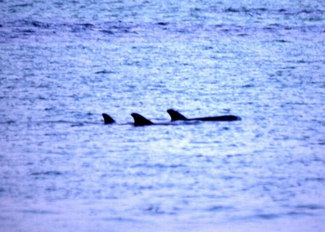 Three Dolphins