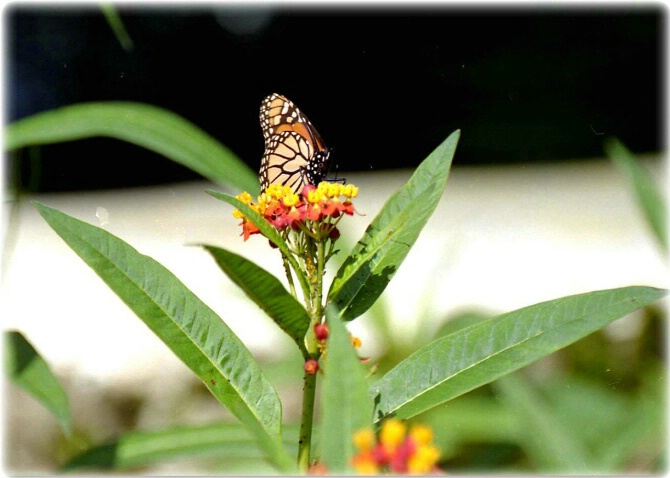 Monarch Butterfly Feast 