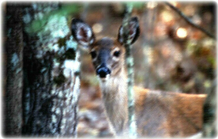 Young Deer