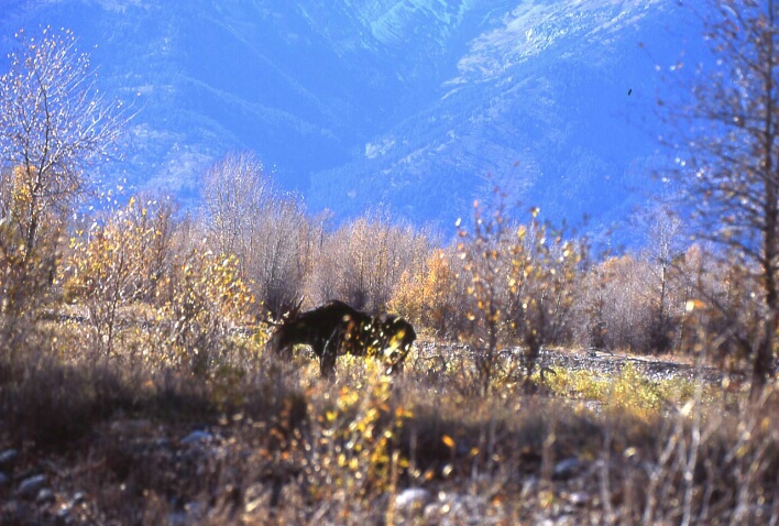 Moose Traveling